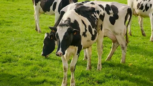 Cows Grazing Peacefully in a Green Meadow