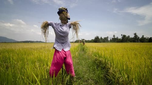 Les
vêtements malais traditionnels font peur aux rizières.