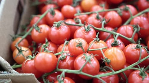 Fresh Tomatoes on the Vine Close-Up