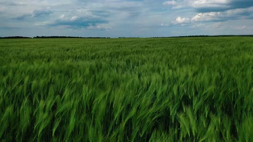 Grünes Feld unter blauem Himmel