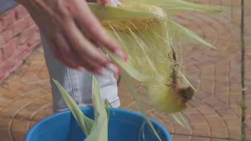 Woman Hands Peeling Fresh Ear of Corn