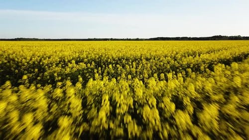 Aerial ascending flight over blooming rapeseed (Brassica Napus) field, flying over yellow canola flo