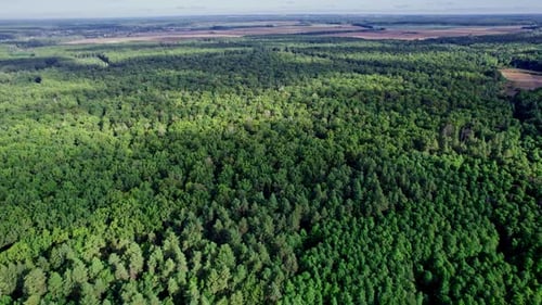 Trees Top View Forest Background