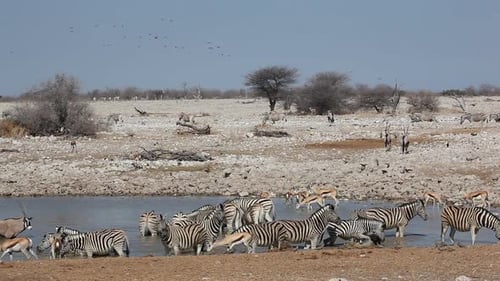 Zebras and Springboks Drink at African Watering Hole