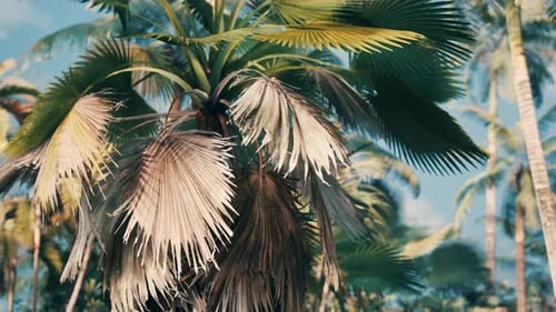 Swaying Tropical Palm Trees in Lush Island Scene Animation