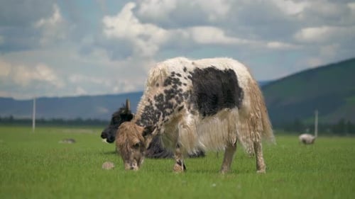 Melierter weißer Yak weidet auf der Weide