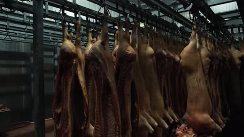 Animal Carcasses Hanging in an Industrial Setting