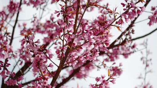 Pink Cherry Blossoms Blooming on Tree Branches