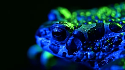Vibrant Toad in Blue and Green Light