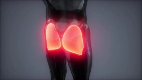 Animated 3D Gluteal Muscles Glowing Red in Medical Context