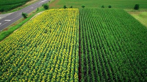 Vue aérienne de rangées de tournesol et de maïs dans les champs.