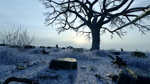 Deforested Forests And Trees