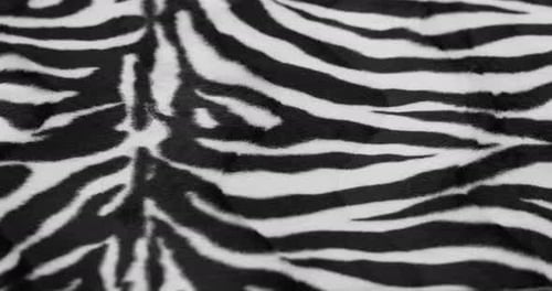 Close Up of Zebra Patterned Material