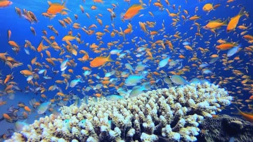 Underwater Fish Coral Garden