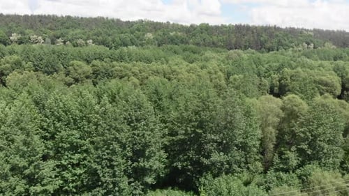 Green forest
