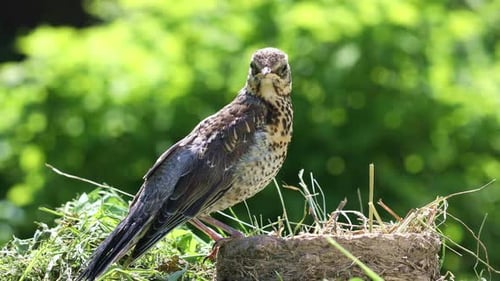 Fledgling Songbird Perched on Stump in Nature
