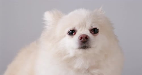 Pommerscher Hund fühlt sich traurig