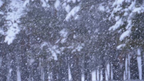 Snowfall Background in Winter Pine Forest with Snowy Christmas Trees