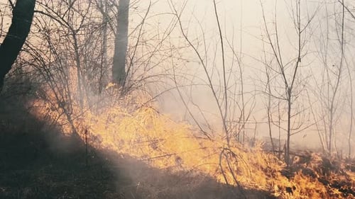 Fire in the Forest Burning Dry Grass Trees Bushes Flame and Smoke Wildfires