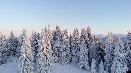 Drone Aerial Fly Above Winter Forest Unveiling Mountain Valley
