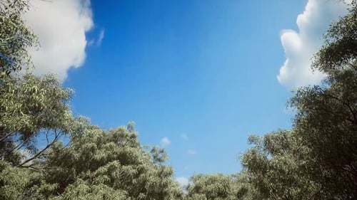 Clear Blue Sky Green Trees Flying Birds Nature Background