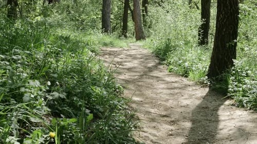 Forest track leading to beautiful nature establishing 4K 2160p 30fps UHD tilting footage - Trees of