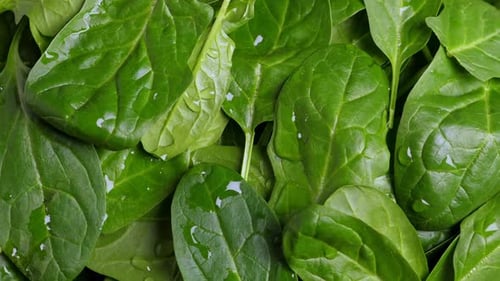 Fresh Green Baby Spinach