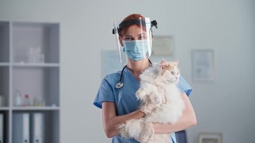 Female Veterinarian Holding Fluffy White Cat in Clinic