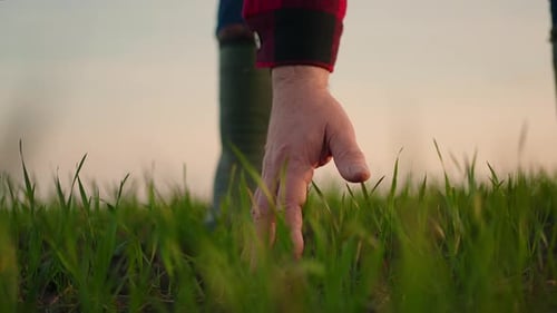 Farmer Hand Touching Green Grass at Sunset