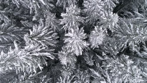 Slow Motion Aerial Of Winter Season Snow Flakes Falling On Frozen Tree Tops In Mountain Forest