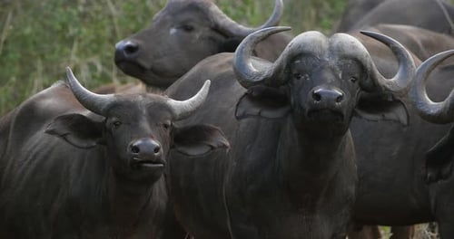 Afrikanischer Büffel, Syncerus Caffer, Tsavo Park in Kenia, Echtzeit 4K