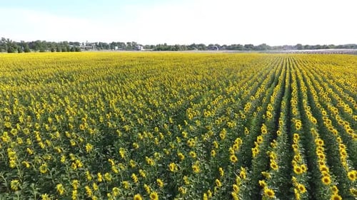 Aerial View of a Massive Field Full of Sunflowers Beautiful Nature
