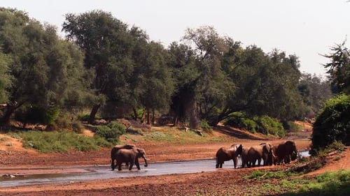 Afrikanischer Buschelefant im Krüger-Nationalpark, Südafrika