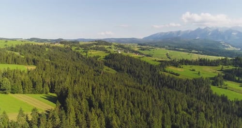 Flying Over the Beautiful Forest Trees. Landscape Panorama.