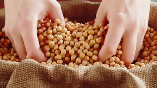Grocery Taking Chickpeas Closeup