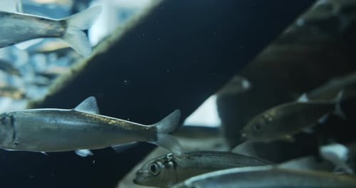 Silver Fishes Swimming Around Wooden Branch Underwater