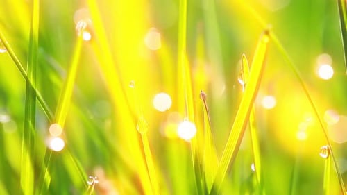 Lush Grass with Dew Drops in Golden Light