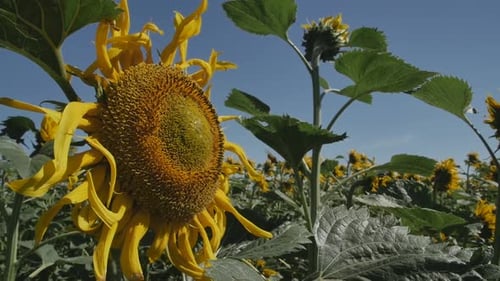 Sunflower Field with Bees on a Sunny Day