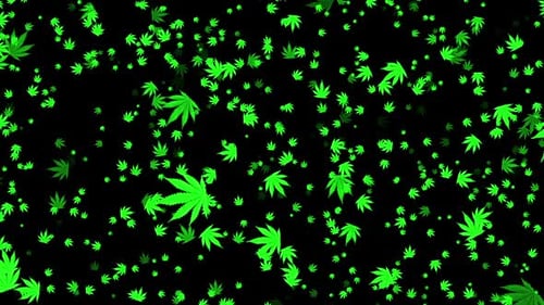 Green Cannabis Leaves Falling Loop Background