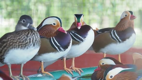 Mandarinenente, Aix Galericulata. Bunte Vögel bleiben am Rand des Wasserpools.