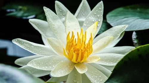 Time Lapse Footage Yellow Water Lily Closes Flower