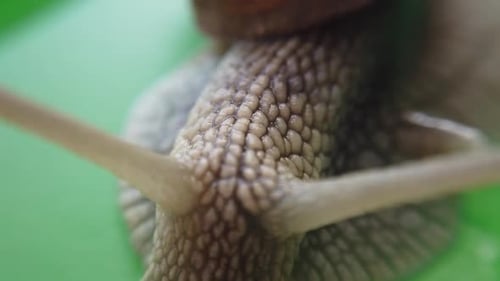 Garden Snail 5