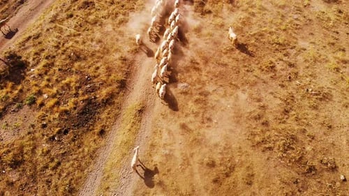 Aerial View of Sheep Herding on Rural Land