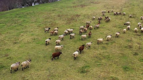 Schafe hüten auf dem Feld. Haustiere kehren von der Weide auf die Farm zurück.