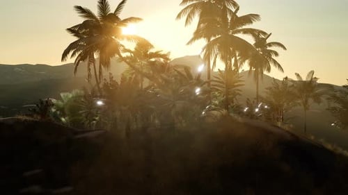 Coco Palm Trees Tropical Landscape