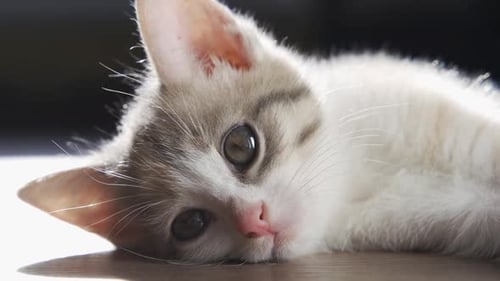 Adorable Kitten Resting Indoors, Close Up