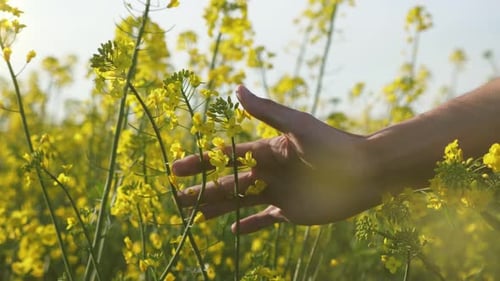 Hand Gliding Through Yellow Rapeseed Flowers in Field