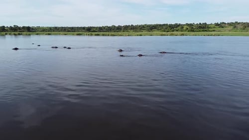 Groupe d'hippopotames nageant dans la rivière, regardant de l'eau, la faune