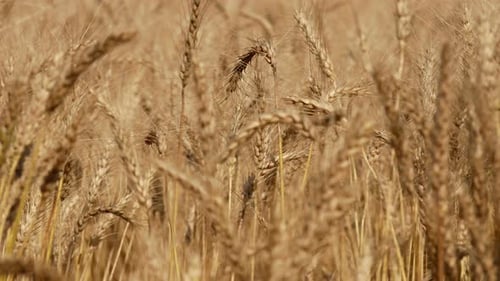 Barley Farm