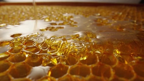 Stream of Golden Thick Honey Flowing Down on the Honeycombs